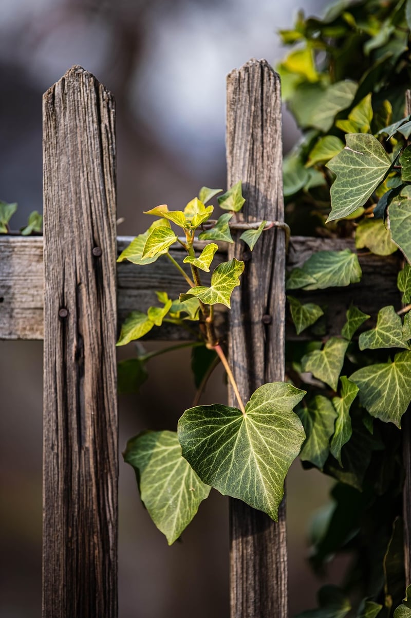 Pallet Vertical Garden
